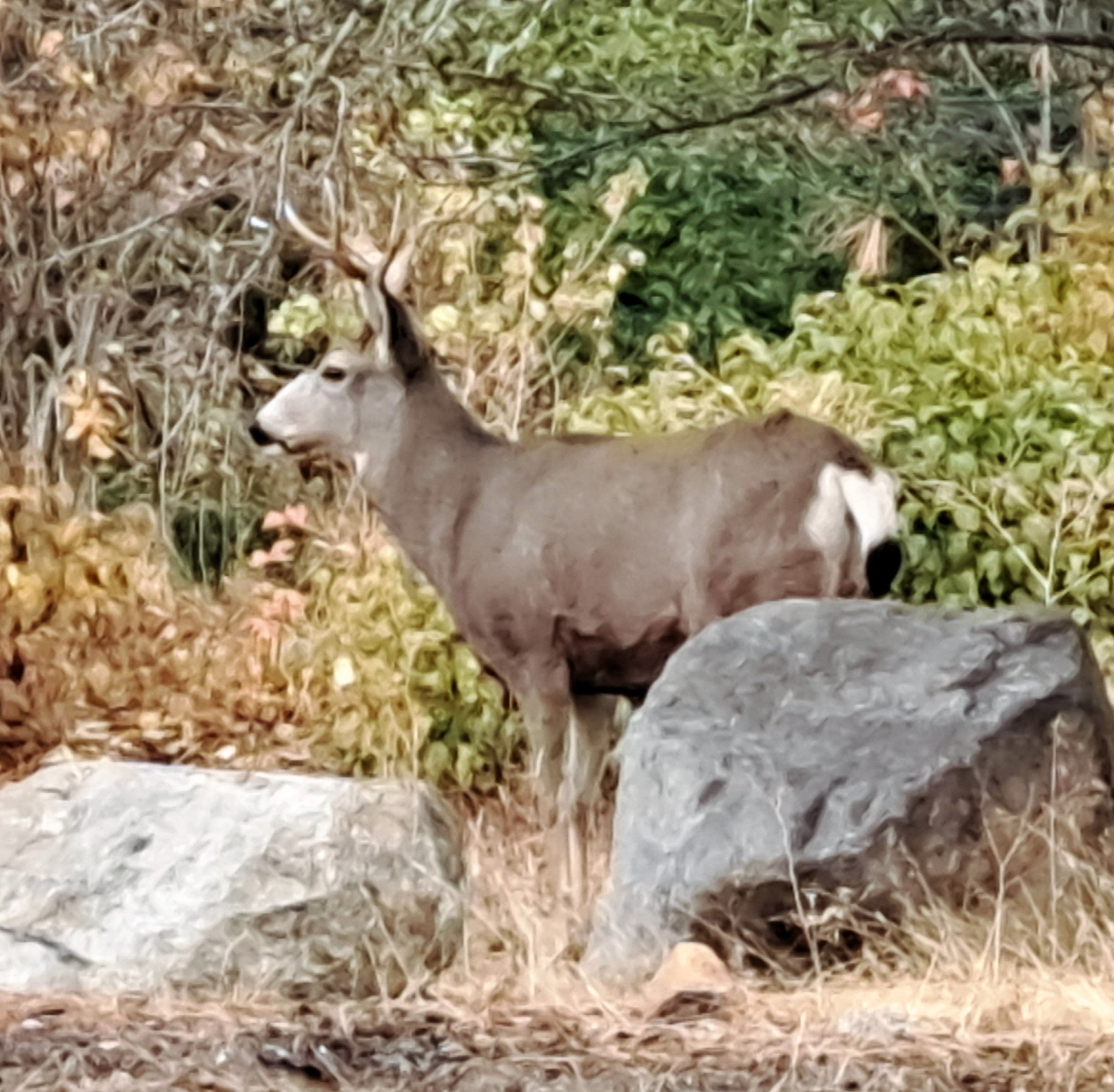 Avoiding Wildlife Collisions – NWFtv