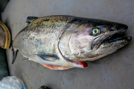 Lower Columbia Springers at Kalama