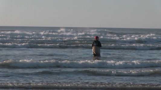 Red Tail Surf Perch