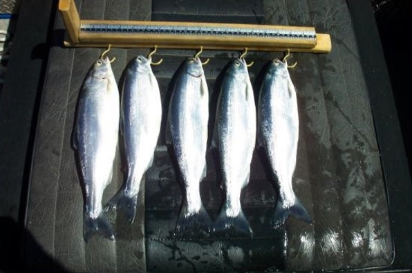 Ten Common Mistakes When Pursuing Kokanee