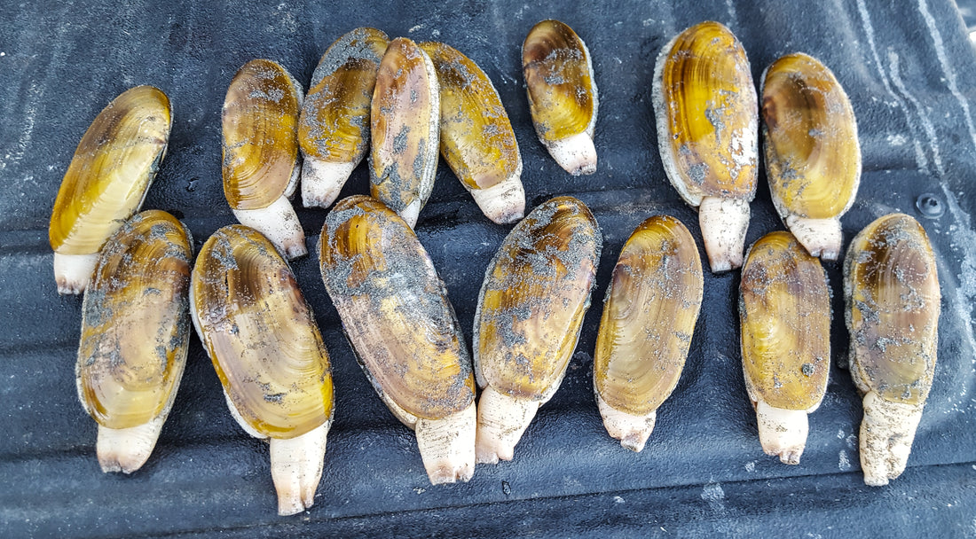 Razor Clamming