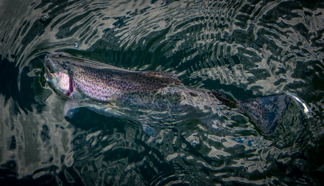 Opening Day Trout Lakes the Day After