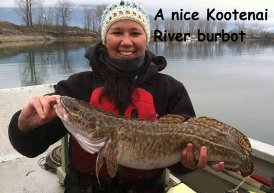 Drop Shotting For Eelpout (AKA Burbot)