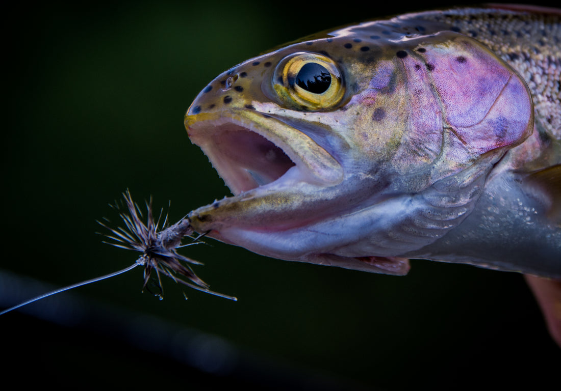 Spin Fishing Flies for Trout