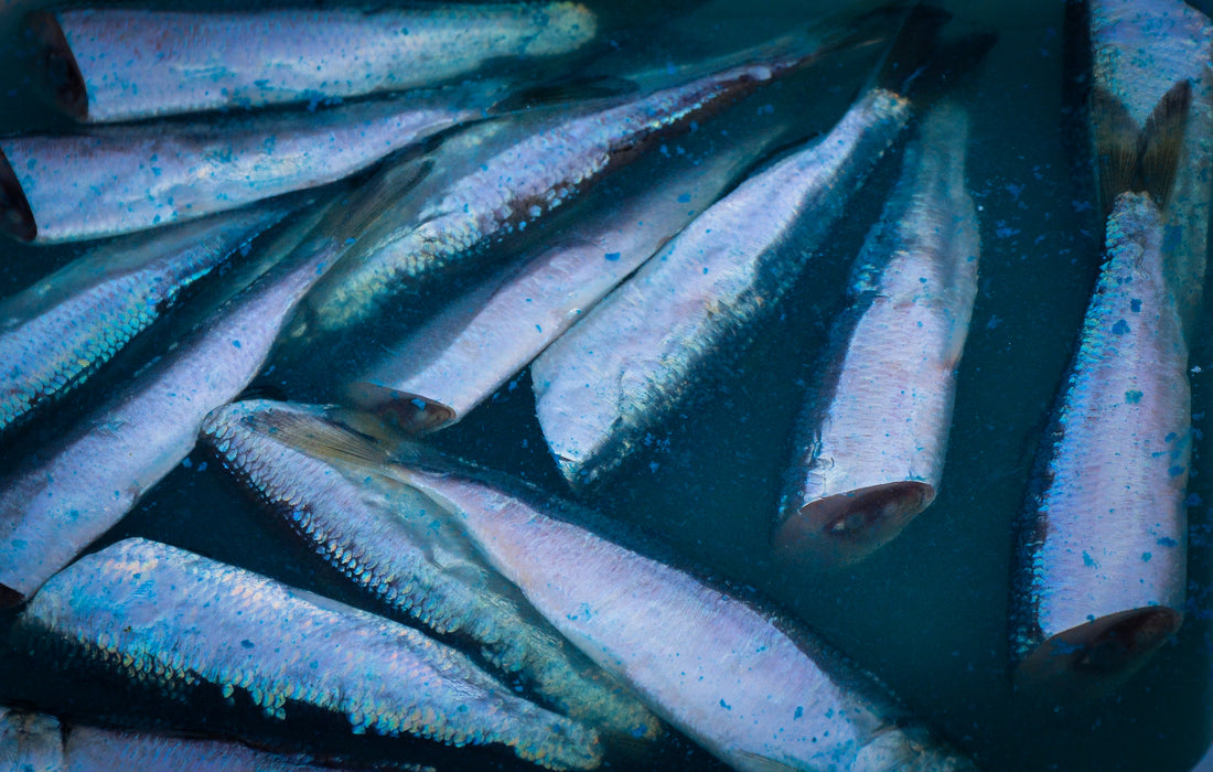 Fishing Herring for Salmon