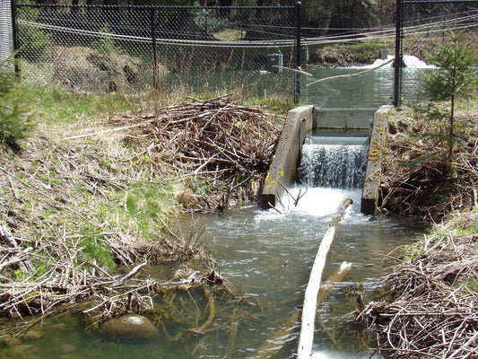 The Challenges of Restoring Streams and Fishing