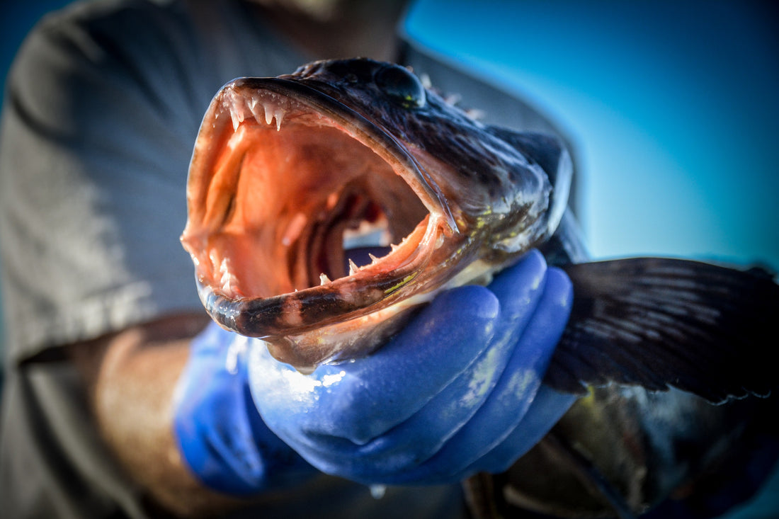 Puget Sound Lingcod