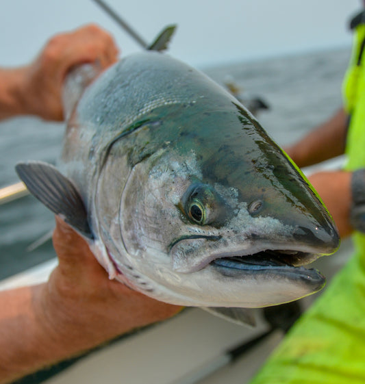 Saltwater Coho