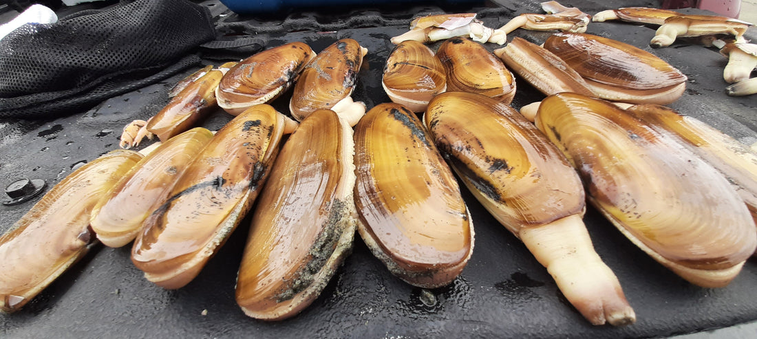 Razor Clam Forecast By Hannah Pennebaker