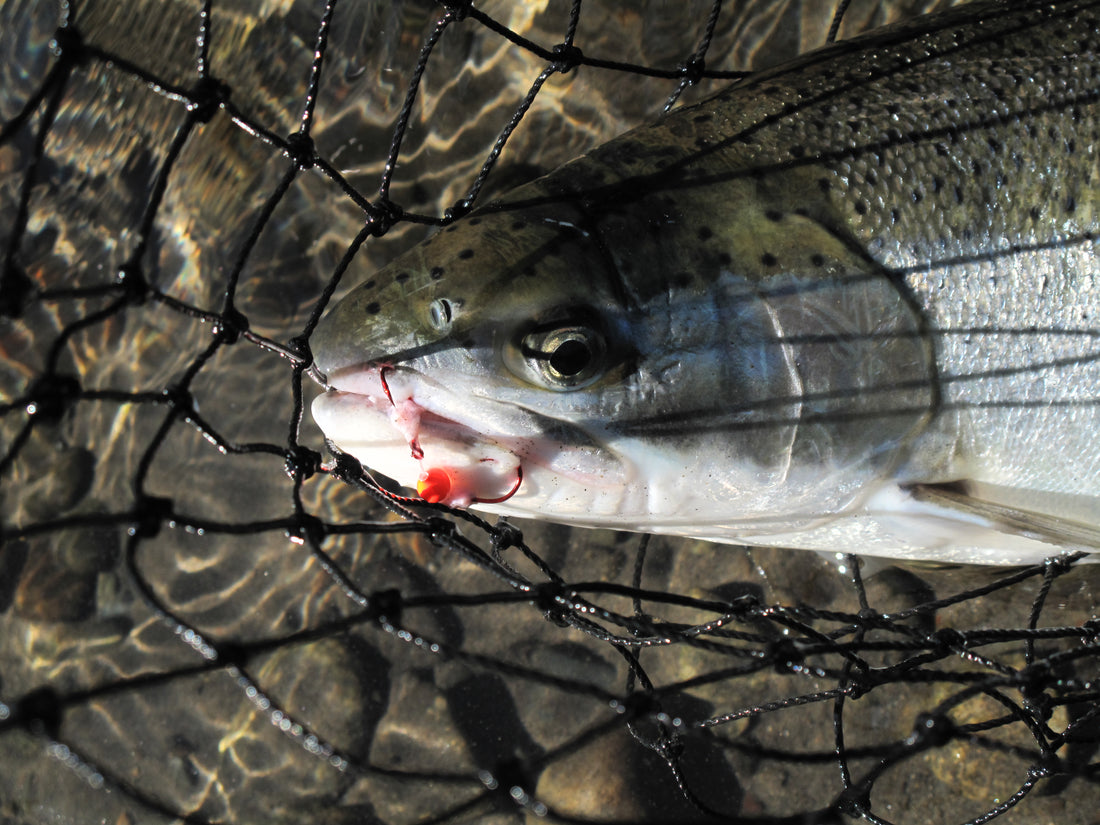 Early Winter Steelhead