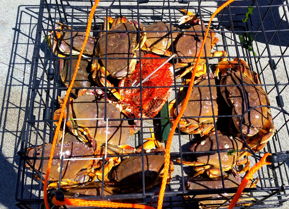 Lost Crab Pots By Randy Castello