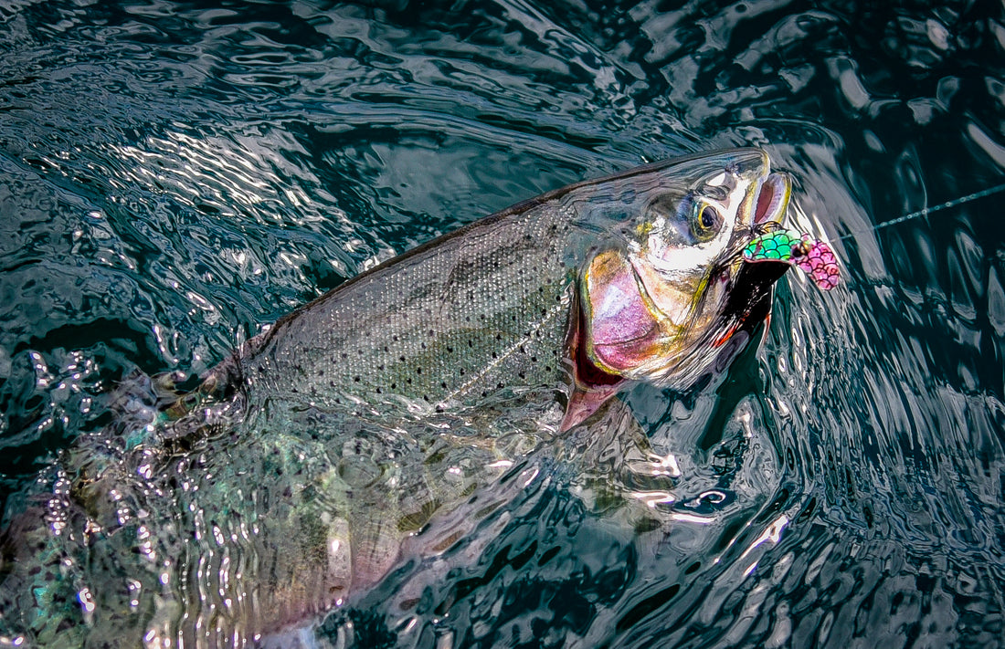 October Trout By Jason Brooks