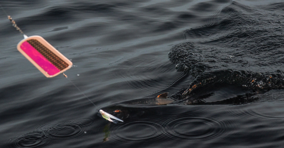 Saltwater Coho Forecast