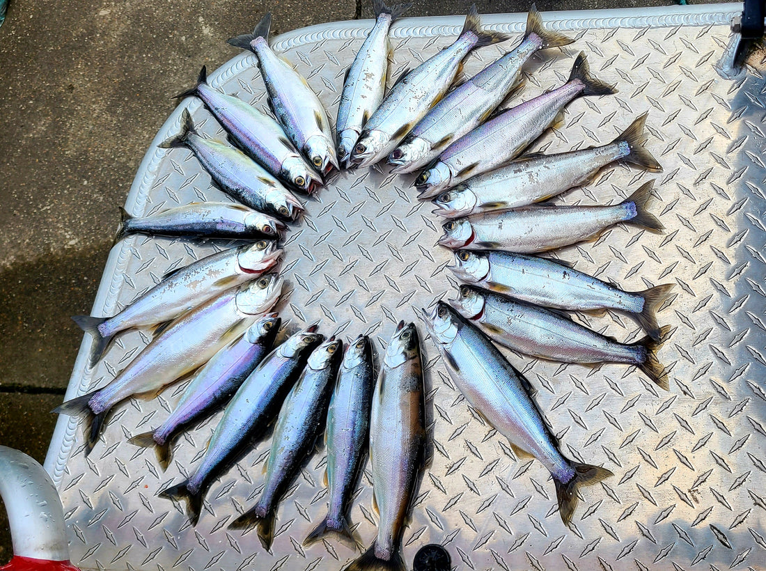 Summertime Kokanee