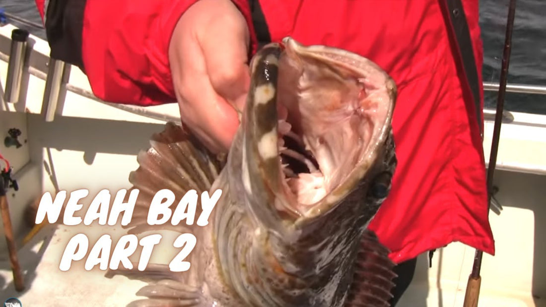 Neah Bay Ling Cod - Part 2