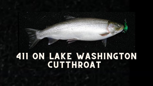 Lake Washington Cutthroat Trout