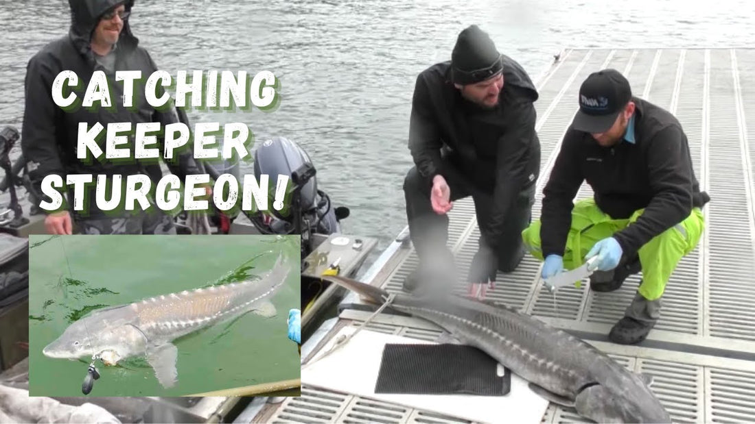 Keeper Sturgeon on Lake Roosevelt - Extended Cut