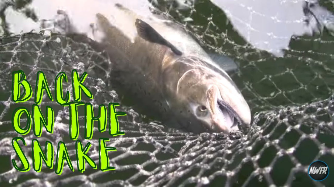 Snake River Steelhead and Chinook Fishing - Extended Cut