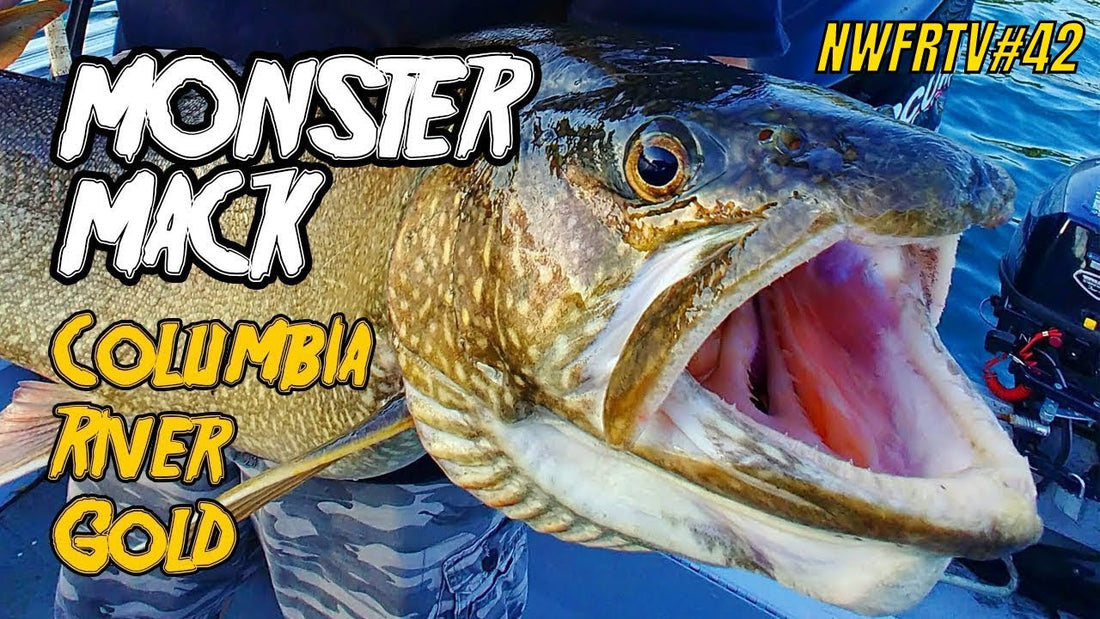 Monster Mackinaw & Columbia River Walleye | NWFRTV#42