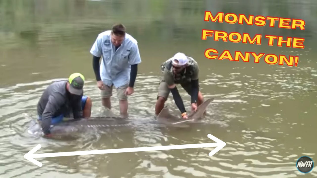 Hell's Canyon Monster Sturgeon