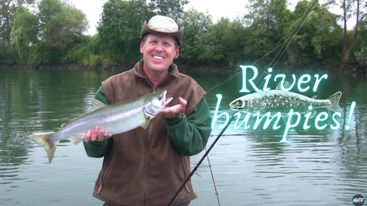 Snohomish River Pink Salmon