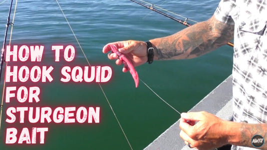 The Right Way to Use Squid for Sturgeon Bait