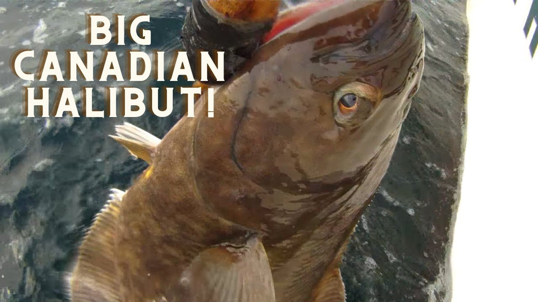 Zeballos Vancouver Island Halibut Fishing - Extended Cut