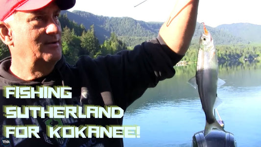 Lake Sutherland Kokanee