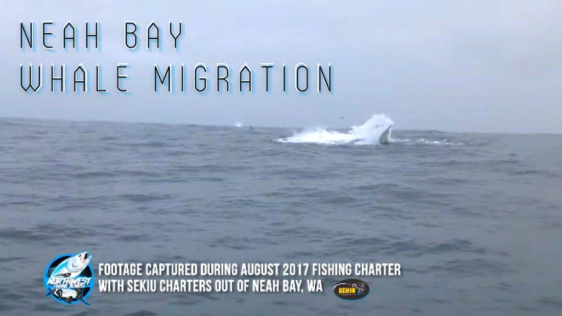 Huge Whale Migration Spotted Offshore of Neah Bay