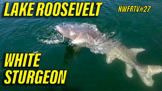 Lake Roosevelt White Sturgeon & Keechelus Kokanee Fishing | NWFRTV#27