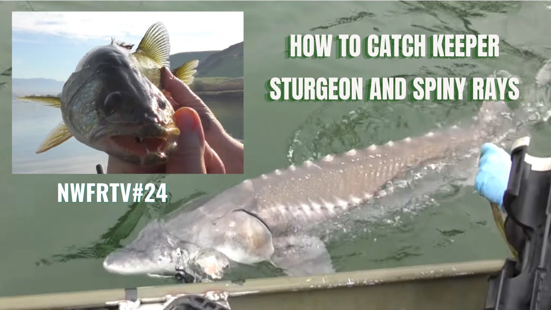 Lake Roosevelt Keeper Sturgeon & Scootney Reservoir Walleye Tactics | NWFRTV#24