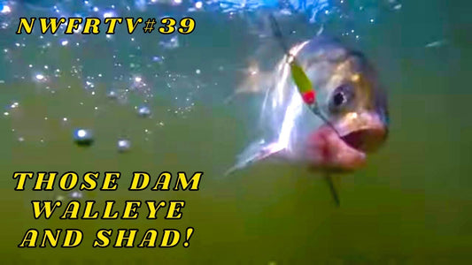 McNary Dam Walleye & Shad Fishing | NWFRTV#39