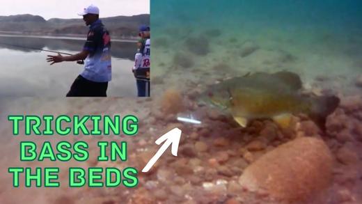 How to Fish Bass Beds During the Spawn – NWFtv