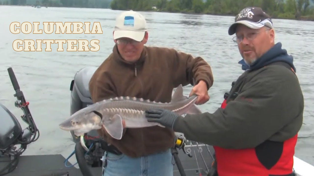 Sturgeon and Shad Fishing on the Columbia